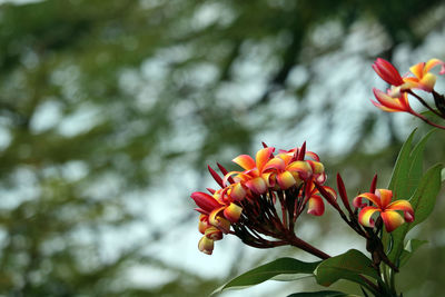 Low angle view of orange flowering plant