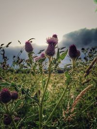 Close-up of flowers in field