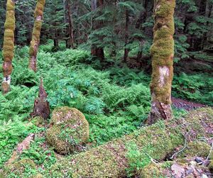 Trees growing in forest