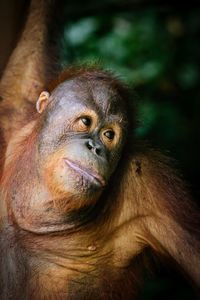 Close-up of orangutan looking away