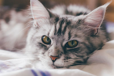 Close-up portrait of a cat