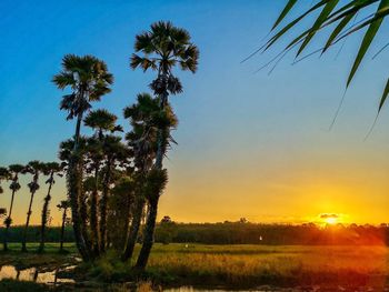 Scenic view of palm trees on field against sky at sunset