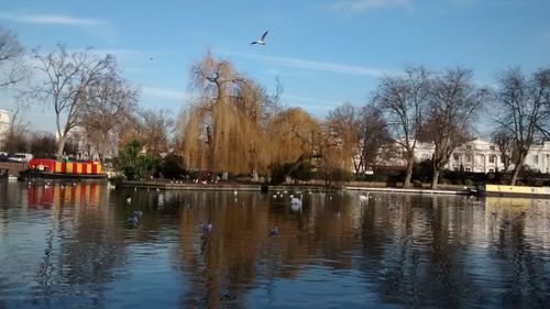 Birds flying over city