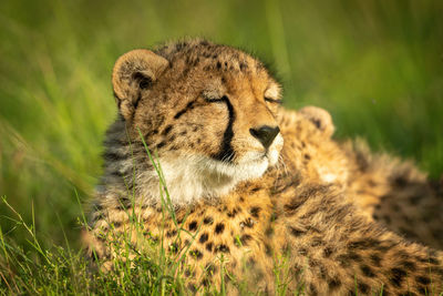 Close-up of cheetah cub sleeping on grass
