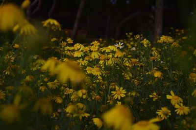 Close-up of yellow flowering plants on field