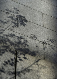 Low angle view of bird on sand