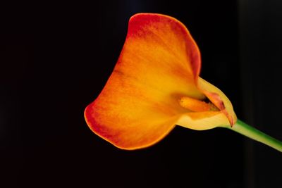 Close-up of orange flower against black background