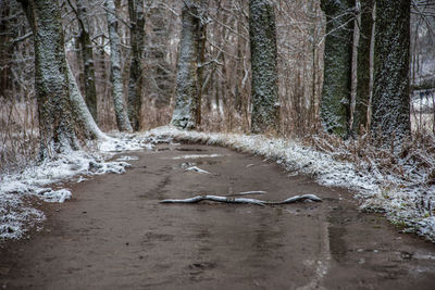 Trees in forest