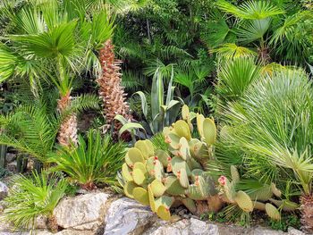 Cactus growing on field