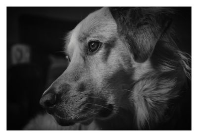 Close-up of dog looking away