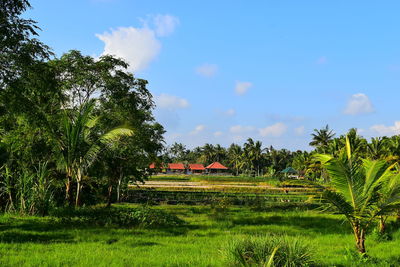 Trees and plants growing on field against sky