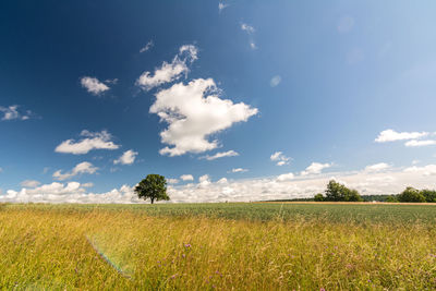 Scenic view of field against sky