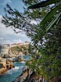 Plants growing on rocks by sea against sky