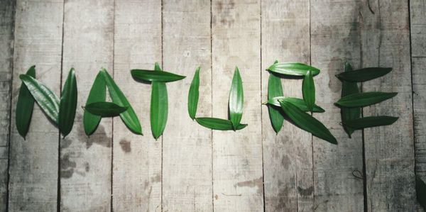 Close-up of leaves on table