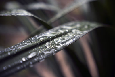 Close-up of water drops on leaf