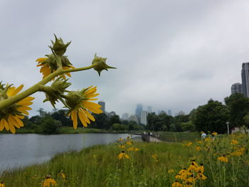 Scenic view of yellow flowering plants against sky