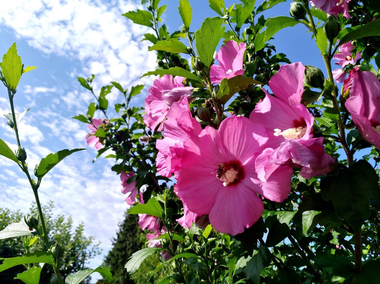 CLOSE-UP OF PINK FLOWERING PLANTS IN SUNLIGHT