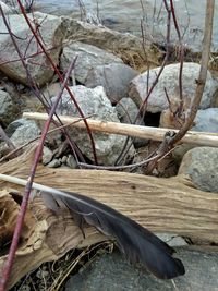 High angle view of driftwood on wood