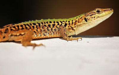 Close-up of lizard on wall