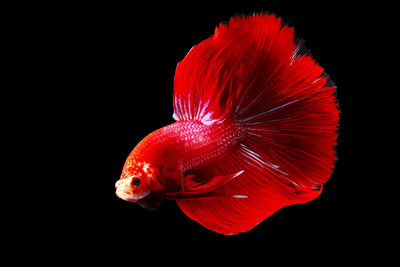 Close-up of fish swimming in sea