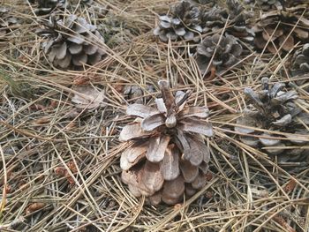 High angle view of dry leaves