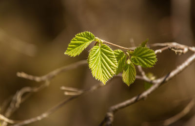 Close-up of green leaves on plant