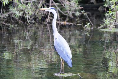 High angle view of gray heron by lake