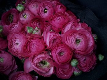 Close-up of pink rose