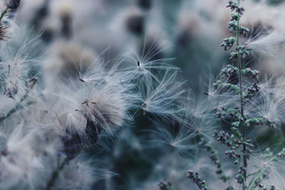 Close-up of dandelion