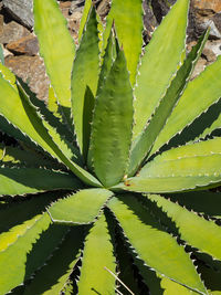 Close-up of cactus plant