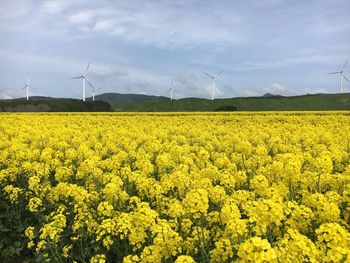 Crop in field against cloudy sky