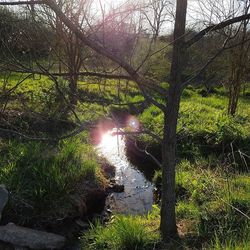 Sun shining through trees on landscape