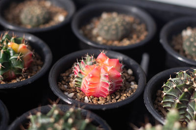 High angle view of potted plant