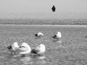 Swans swimming in sea