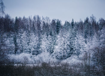 A beautiful snowy forest during an overcast day. winter landscape of northern europe.