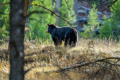 Bear cub near mammoth hot springs in yellowstone national park