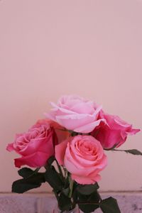 Close-up of pink roses against white background