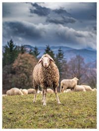 Sheep in a field