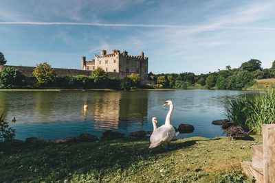 Swans perching by lake