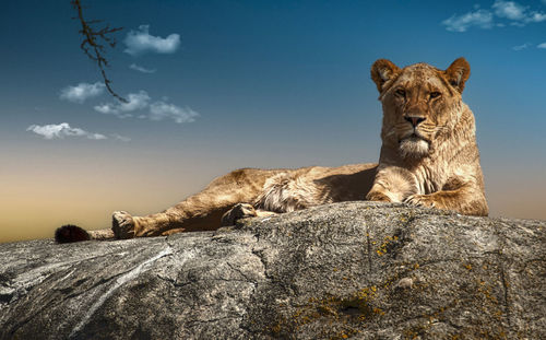 Lioness sitting on rock