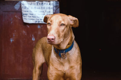 Close-up portrait of a dog