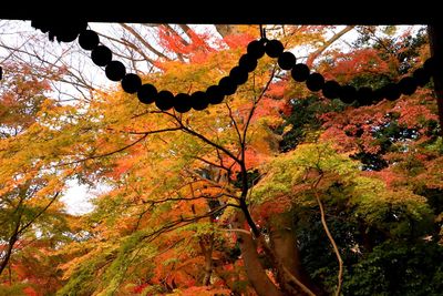 Low angle view of maple tree