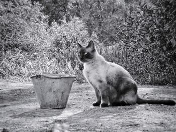 Cat sitting on field