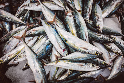 High angle view of fish for sale at market