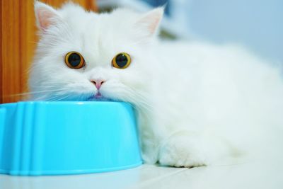 Close-up portrait of a cat