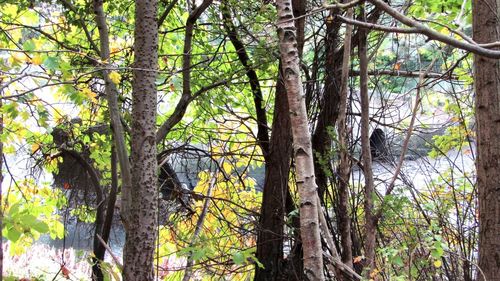 Trees in forest