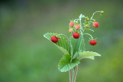 Close-up of red berries growing on plant