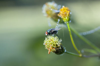 Close-up of insect on flower