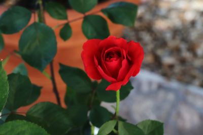 Close-up of red rose