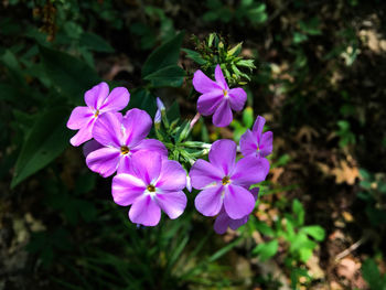 Close-up of pink flowering plant